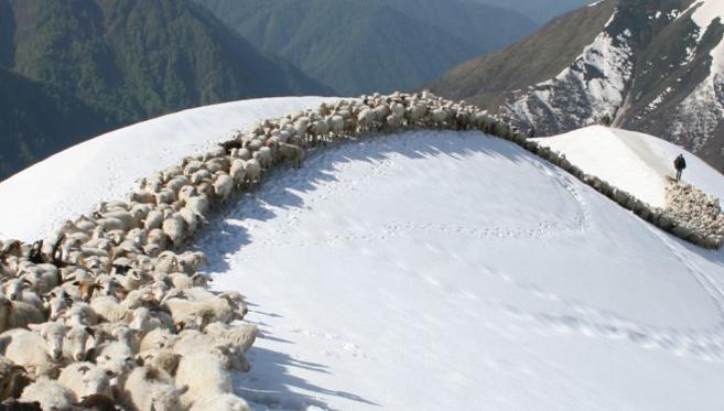 Une Transhumance Hors du Commun
