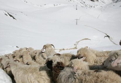 Voyage Découverte en Géorgie -  Une Transhumance Hors du Commun