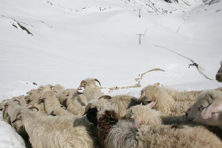 Voyage Découverte en Géorgie -  Une Transhumance Hors du Commun