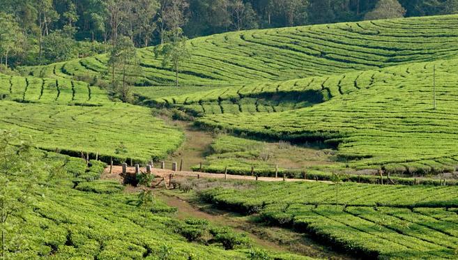 Au cœur des plantations de thé à Vagamon et Munnar