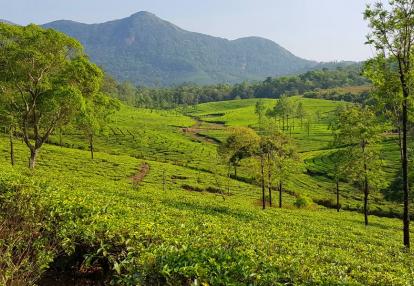 Voyage Découverte en Inde - Au cœur des plantations de thé à Vagamon et Munnar