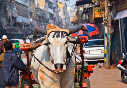 Voyage découverte en Inde - Balade de Siècle en Siècle à Delhi