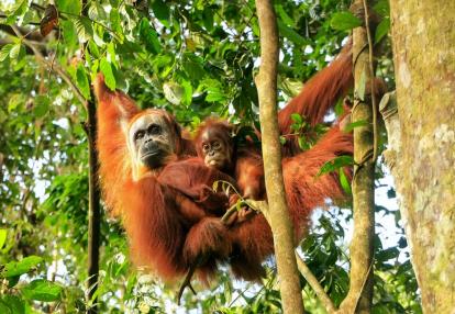 Gunung Leuser National Park Voyage Découverte en Indonésie - Camper au milieu des Orang Outans à Sumatra