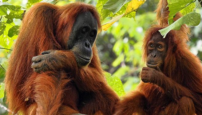 Sumatra : l'Île Jardin aux Confins de l'Indonésie