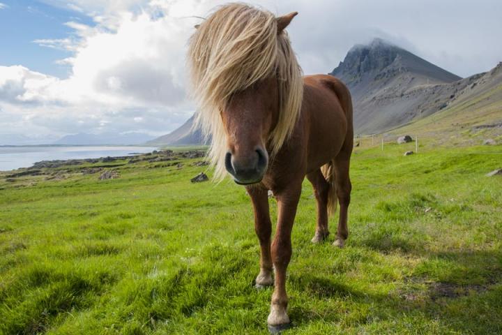 Voyage Découverte en Islande - Le Cheval Islandais, fidèle compagnon des Vikings