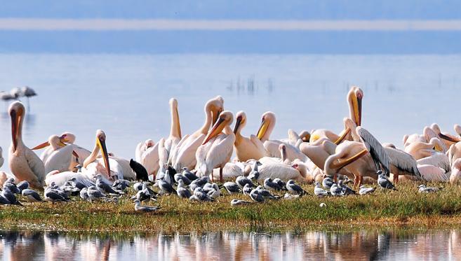 La Vallée du Rift, Aux Origines de l’Humanité…