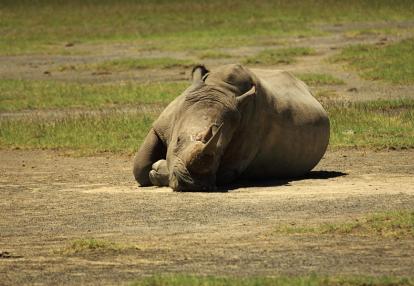 Kenya Voyage Découverte au Kenya - La Vallée du Rift, Aux Origines de l’Humanité…