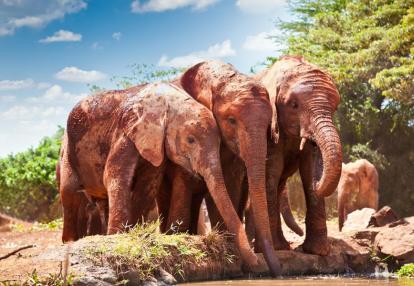 Masai Mara Voyage Découverte au Kenya - Maasai Mara, Terre des Maasai et des Animaux Sauvages…