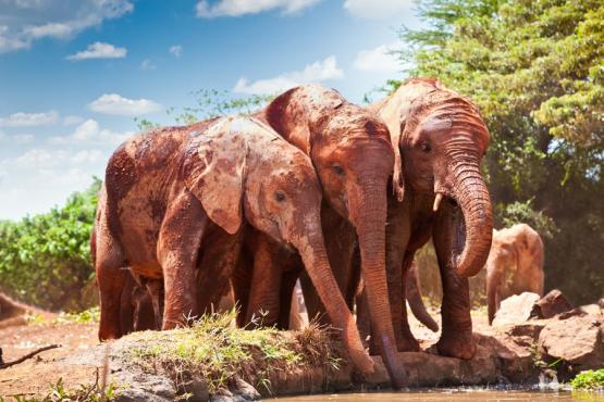 Voyage Découverte au Kenya - Maasai Mara, Terre des Maasai et des Animaux Sauvages…