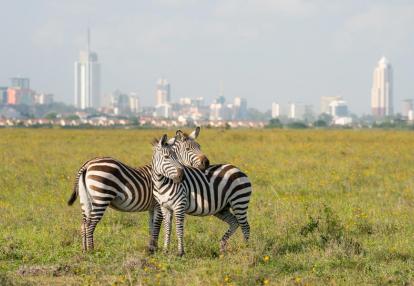 Nairobi NP - with nairobi Town Vpyage Découverte au Kenya - Nairobi, des lions dans la ville !