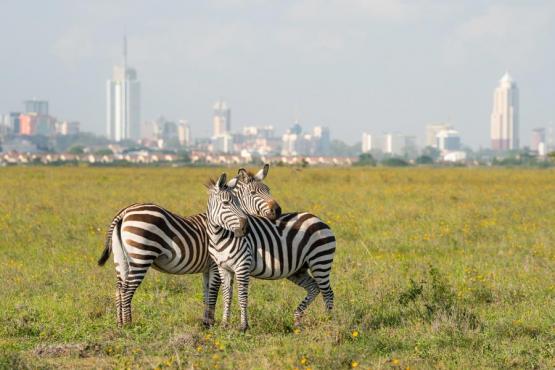 Vpyage Découverte au Kenya - Nairobi, des lions dans la ville !