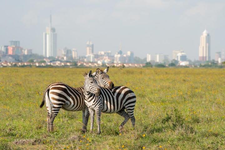 Vpyage Découverte au Kenya - Nairobi, des lions dans la ville !