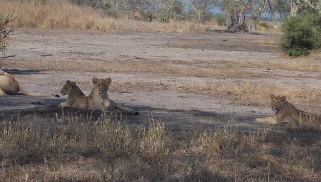 Écotourisme au Parc National de Gorongosa