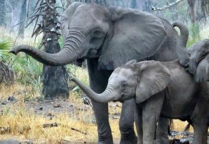 Voyage découverte au Mozambique - Écotourisme au Parc National de Gorongosa
