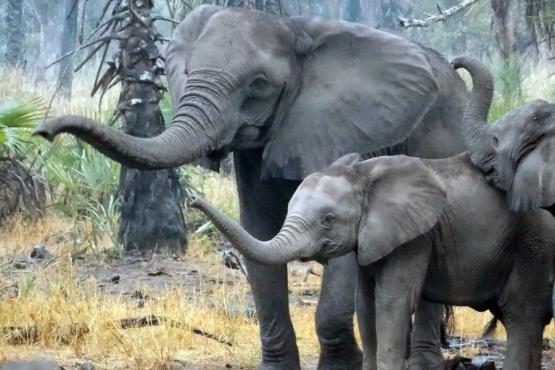 Voyage découverte au Mozambique - Écotourisme au Parc National de Gorongosa