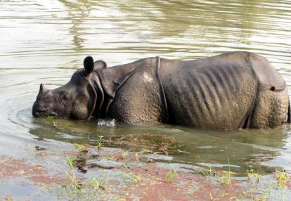 Parc National de Bardia Voyage Découverte au Népal - Bardia, Une Parenthèse Sauvage au Pays de la Spiritualité