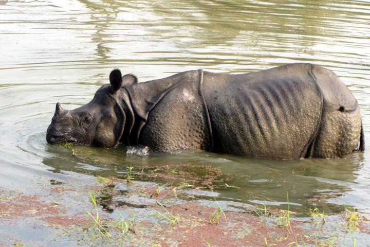 Voyage Découverte au Népal - Bardia, Une Parenthèse Sauvage au Pays de la Spiritualité