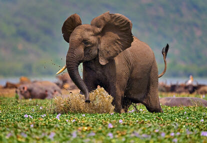 Voyage Découverte en Ouganda - De Parcs en Parcs