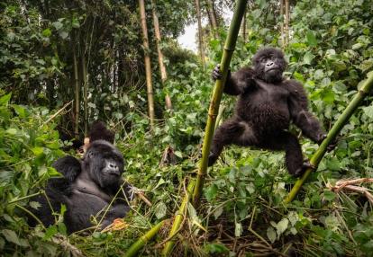 Voyage Découverte en Ouganda - L'Ouganda, la Perle de l'Afrique