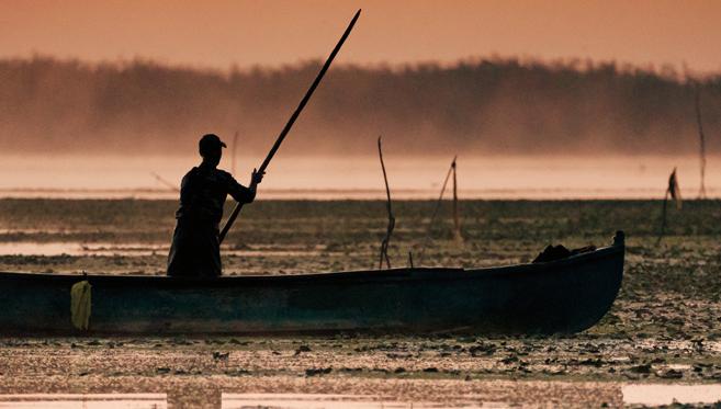 Le Delta du Danube, des Oiseaux dans les Roseaux
