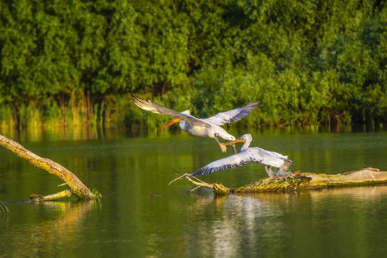 Voyage Découverte en Roumanie - Le Delta du Danube