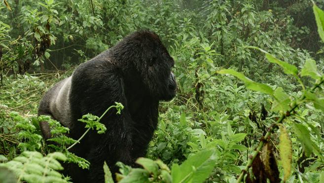 Dian Fossey, La Passion des Gorilles