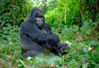 Gorrille des Montagnes Voyage Découverte au Rwanda - Dian Fossey, La Passion des Gorilles