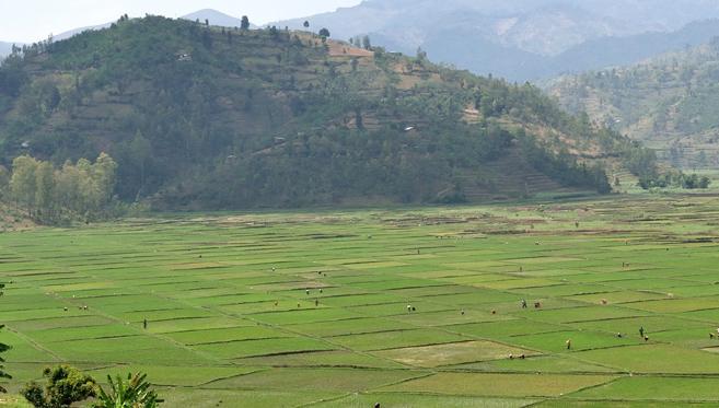 Rwanda, là où traine encore le Cri des Singes