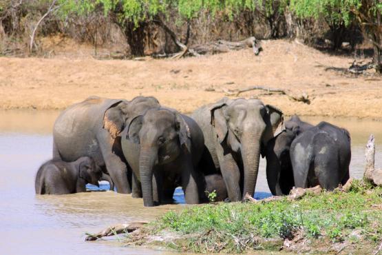 Voyage Découverte au Sri Lanka - Le Sri Lanka Côté Nature - Eléphants et Orchidées