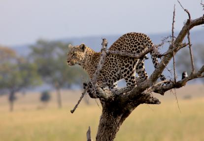 Voyage Découverte en Tanzanie - Ngorongoro et Serengeti