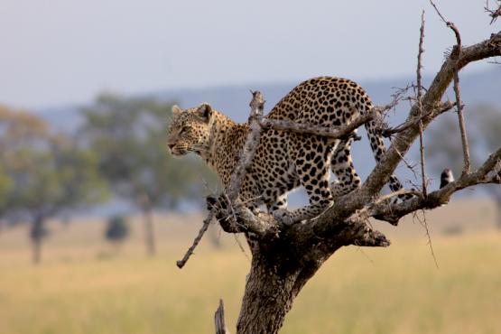 Voyage Découverte en Tanzanie - Ngorongoro et Serengeti