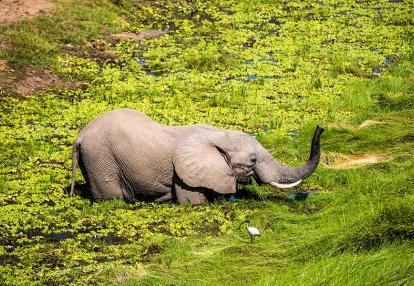 Voyage Découverte en Zambie - Échappée Sauvage dans les Grands Parcs Nationaux