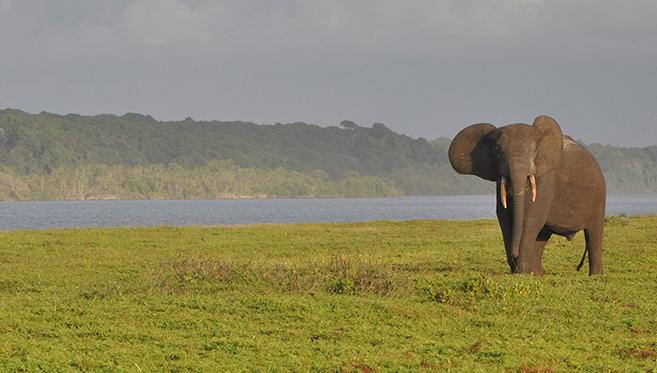 Randonnées et Safaris dans les Parcs Nationaux du Gabon