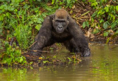 Gorilla in the African jungle Gabon Voyage Découverte au Gabon - Randonnées et Safaris dans les Parcs Nationaux