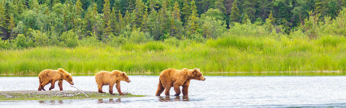 Voyage Découverte en Alaska - Katmai, le royaume des ours bruns d'Alaska