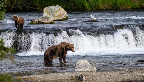 Katmai, le royaume des ours bruns d'Alaska