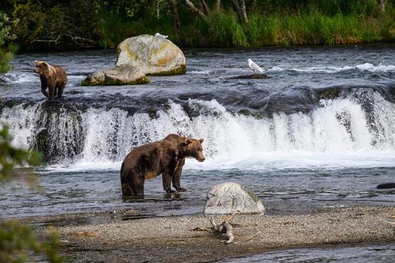 Voyage Découverte en Alaska - Katmai, le royaume des ours bruns d'Alaska