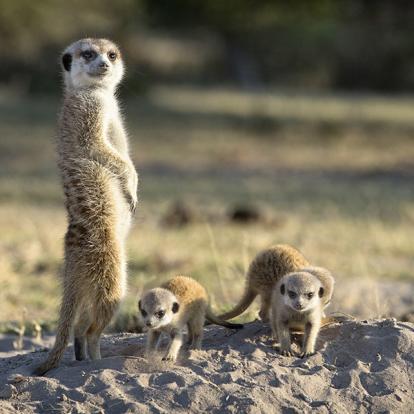 Les Incontournables - Afrique du Sud