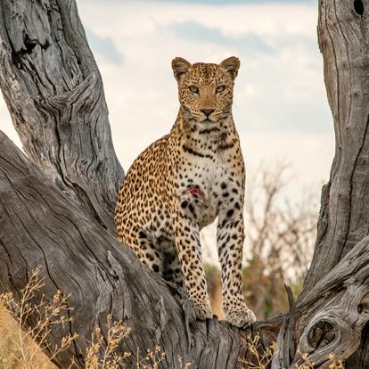 Guide de Voyage - Botswana