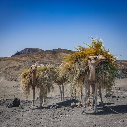 Guide de Voyage - Djibouti