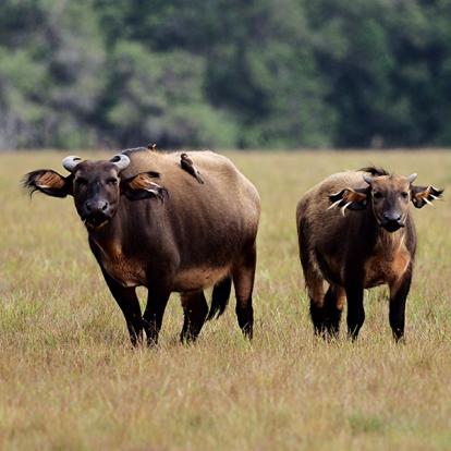 Guide de Voyage - Gabon