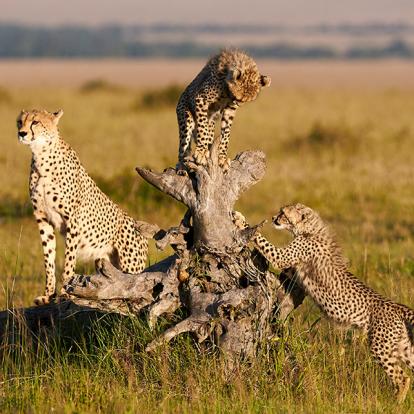 Guide de Voyage - Kenya