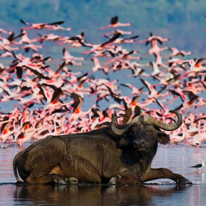 Les Incontournables - Kenya