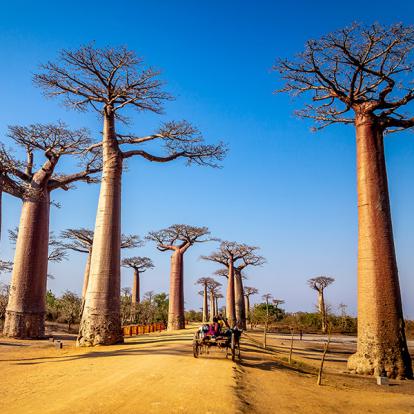 Guide de Voyage - Madagascar