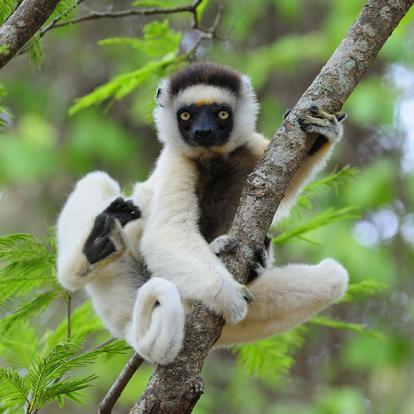 Les Incontournables - Madagascar