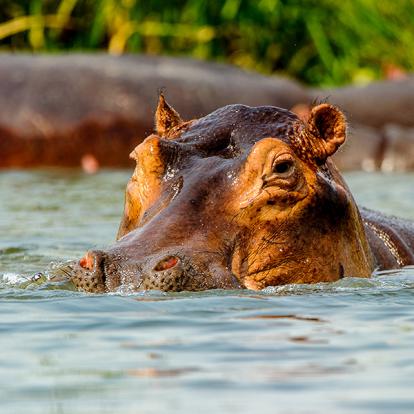 Les Incontournables - Ouganda