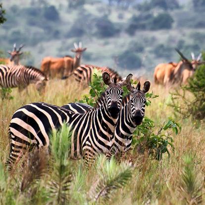 Guide de Voyage - Rwanda