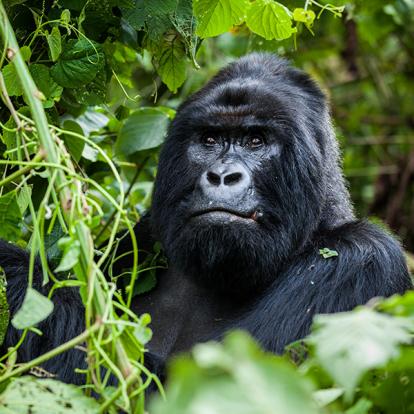 Les Incontournables - Rwanda