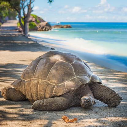 Les Incontournables - Seychelles