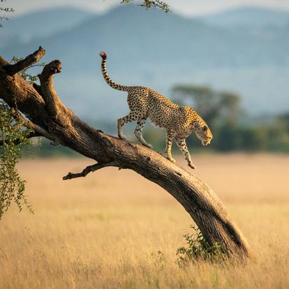 Les Incontournables - Tanzanie